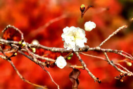 Japan_Autumn_2025 (3/47)